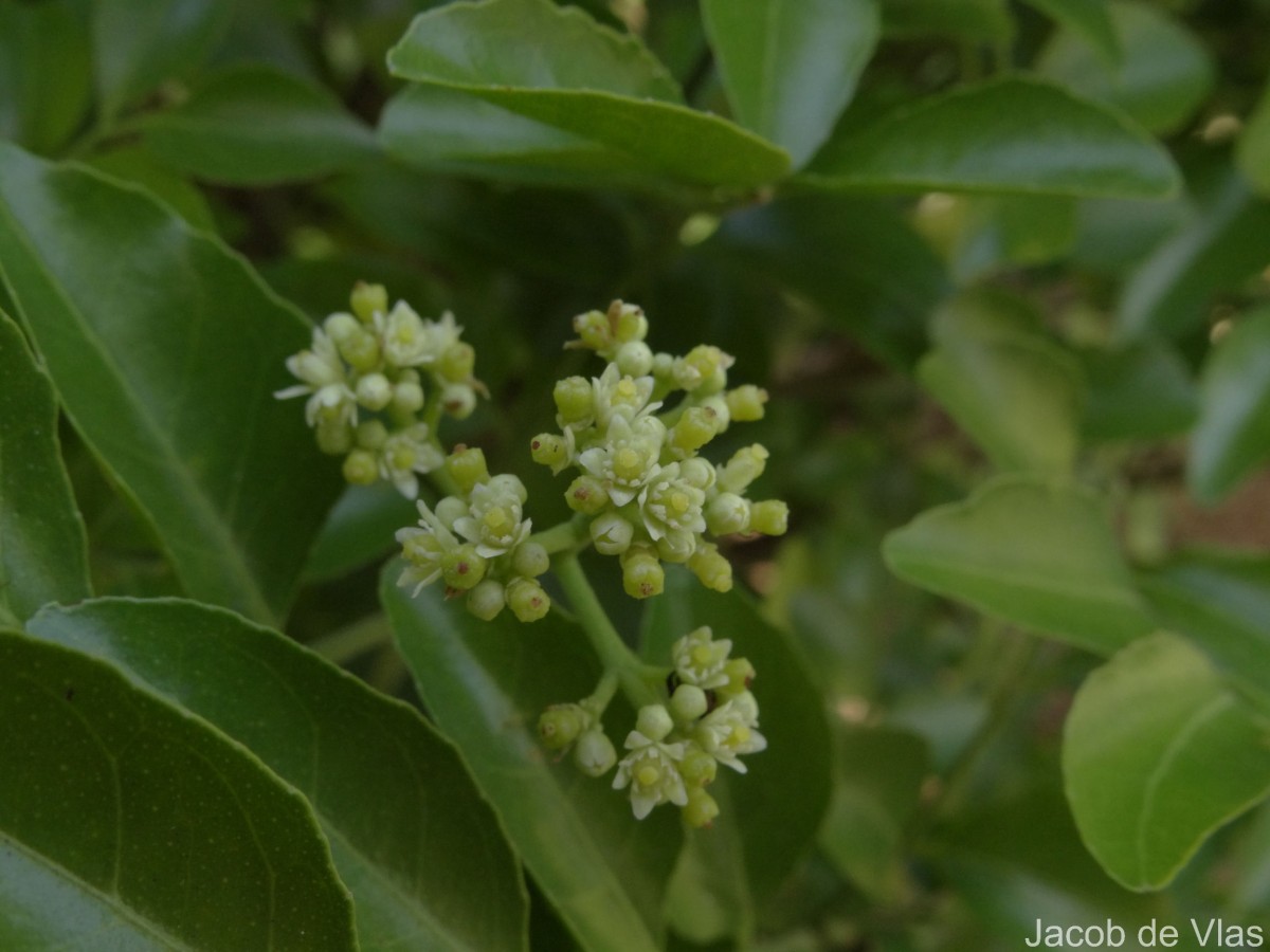 Clausena indica (Dalzell) Oliv.